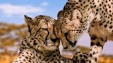 Madhya Pradesh govt refused RTI info on cheetahs brought from Africa, claims activist