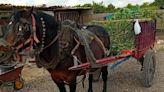 La Guardia Civil recupera en Gestalgar el caballo robado en Algemesí