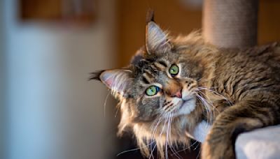 Maine Coon Cats Cozy Up in Tent Castle with Kid-Like Joy