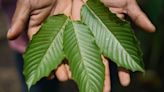 After $3 million worth of kratom is seized, FDA continues to warn of its dangers