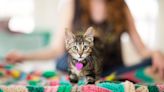 Hidden Talent Helps Florida Shelter Kitten Find Forever Home