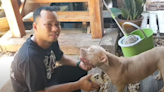 Thai man mauled to death by two American Bully dogs, second fatal attack in a month involving the same breed (VIDEO)