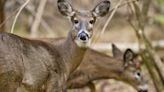 Motorcyclist dies after hitting deer in northern Minnesota