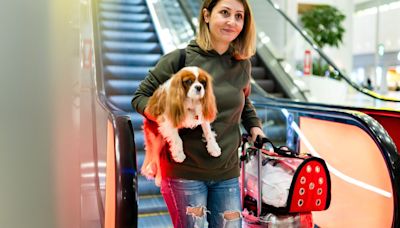 9 Mistakes People Make When Traveling With Pets