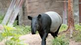 世界貘日好消息！台北動物園「貘克」遺腹子6月出生