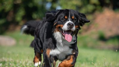 Bernese Mountain Dog Playing with Air Hose Is an Instant Classic