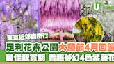 東京近郊足利花卉公園大藤節 超夢幻4色紫藤花｜最佳觀賞期｜購票連結 | U Travel 旅遊資訊網站