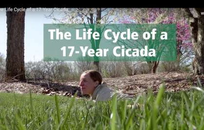 DuPage County Forest Preserve video makes the cicada life cycle easy to understand