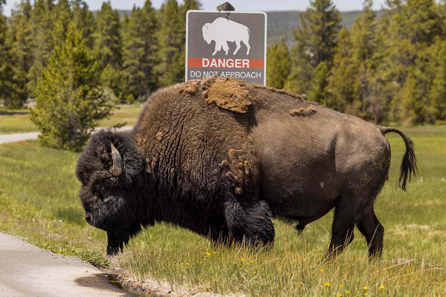 Woman, 83, Gored and Lifted 'About a Foot Off the Ground' by Bison at Yellowstone National Park