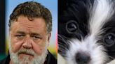 Russell Crowe says his 16-month-old puppy Louis 'died in my arms' after he was hit by a truck