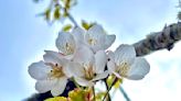 【賞花之旅】太平山花開正盛，春遊賞花好去處！