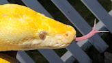 A 13-foot, cat-eating albino python is terrorizing an Oklahoma City community