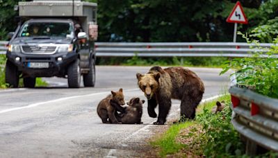 Rumania da vía libre a la caza de 426 osos tras el ataque a una senderista