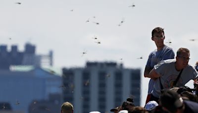 Why were there so many dragonflies along the Chicago lakefront this weekend?