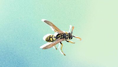 4 Easy Ways to Get Rid of Ground Wasps