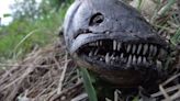 ‘Demon fish’ found dead in Florida ignites social media: Is it too ugly to be real?