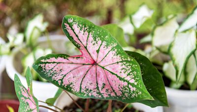 These 12 Big-Leaf Plants Will Turn Your Home into a Veritable Oasis