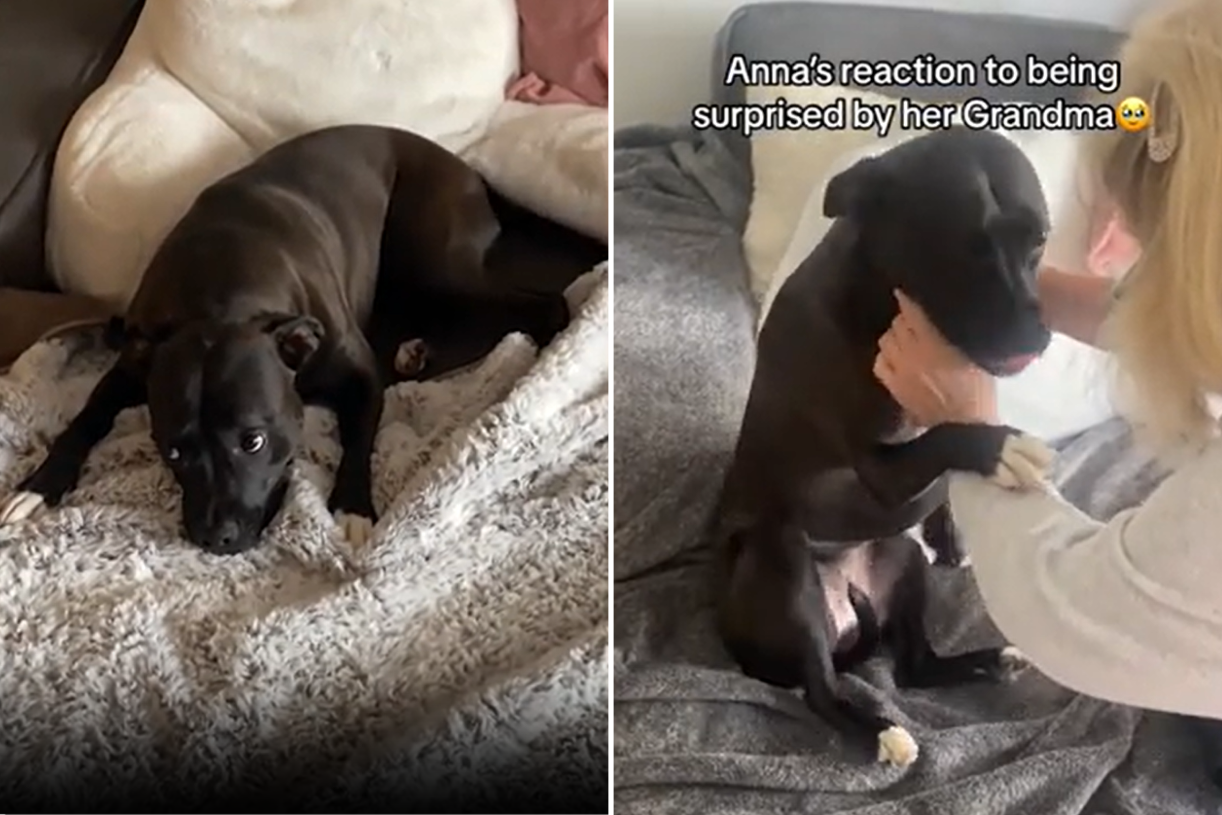 Rescue dog's reaction to seeing her grandma melts hearts—"I am crying"