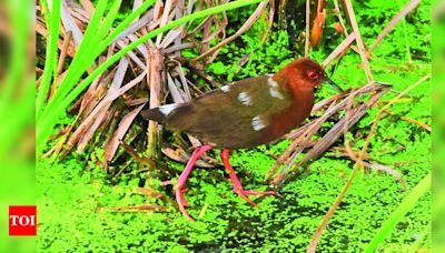 Rare Birds Flock to Pallikaranai Marshland Despite Heat Wave | Chennai News - Times of India