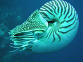 Chambered nautilus