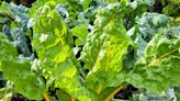 Lettuce talk growing veggies: Tips abound for Brevard gardeners | Sally Scalera