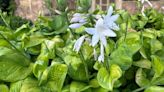 Dakota Gardener: Brighten the shade with a hosta