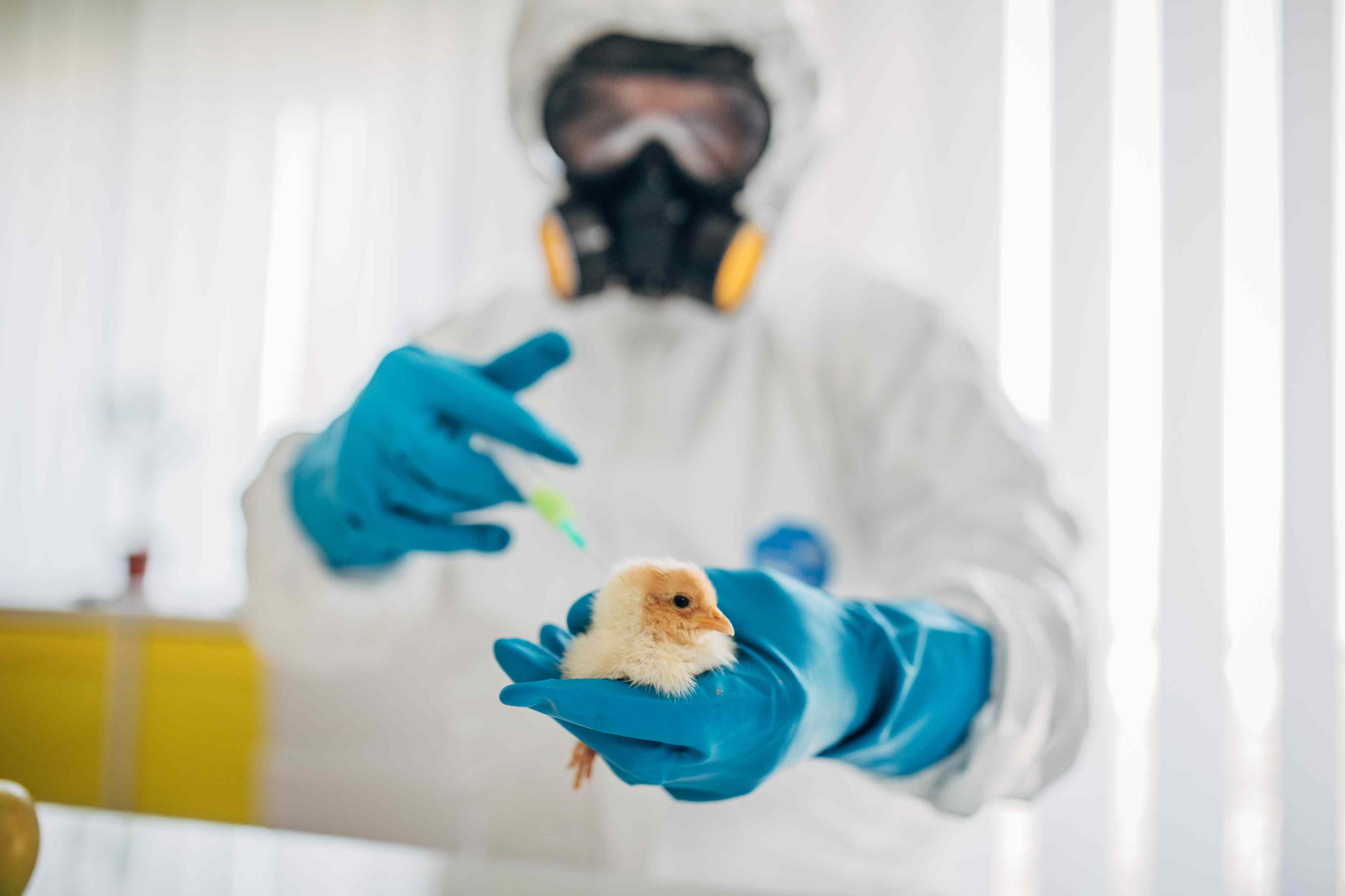 How Does Bird Flu Spread to Humans?