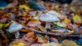 Epping Forest foragers told not to pick mushrooms