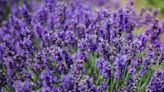 How and when to prune every type of lavender, according to an expert