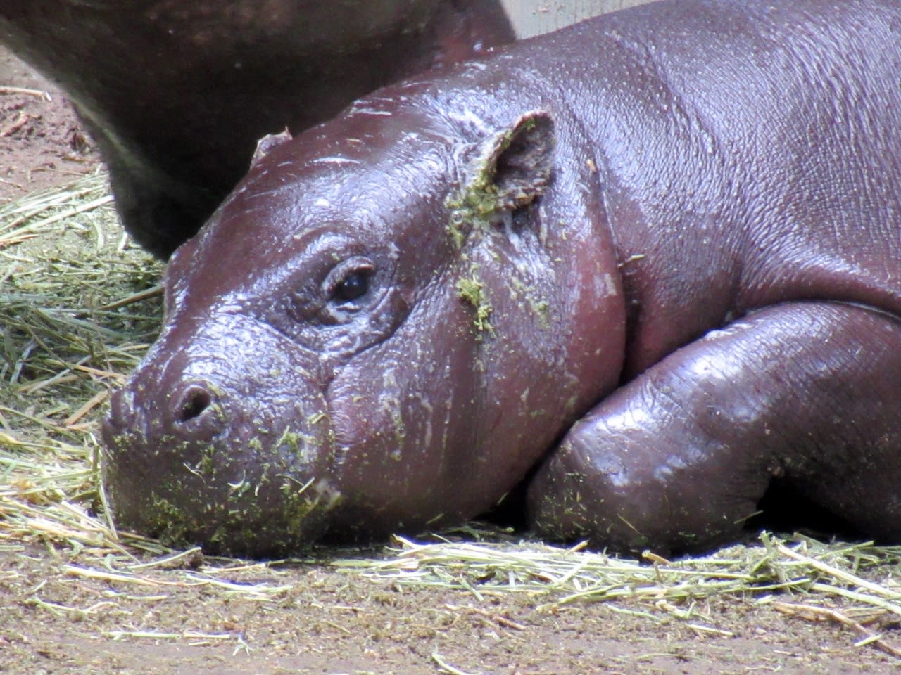 Pygmy hippos, an endangered species, on display at Montgomery Zoo