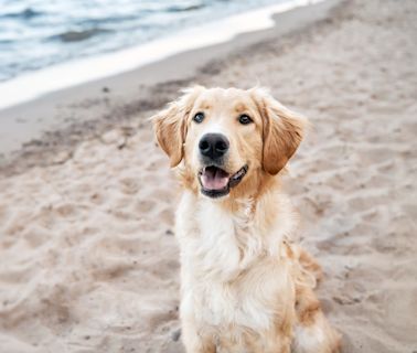 Golden Retriever Taking a Jet Ski Ride with Grandpa Is the Picture of Happiness