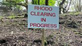 Killing rhododendrons is not pretty work but is necessary to restore nature
