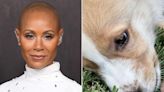 Jada Pinkett Smith Shares Photo of Her Adorable New Rescue Dog: 'Say Hi to Lucco'