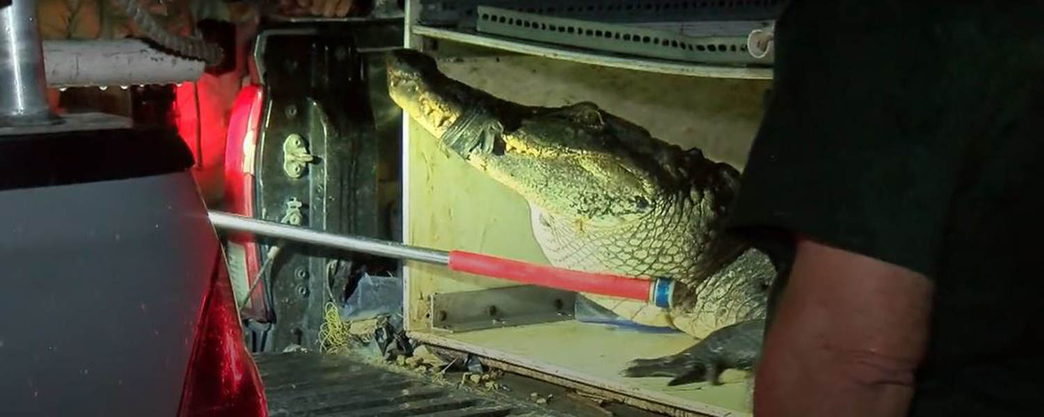 7-foot alligator bites elderly woman while she was walking her dog in South Florida