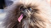 Pequinês de língua caída e sem dentes é eleito o cão mais feio do mundo