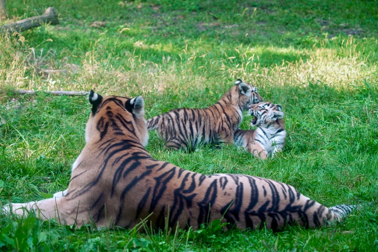 Pair of rare Amur tiger cubs debuting at Minnesota Zoo are raising hopes for the endangered species