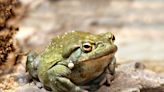 Un alucinógeno del veneno del sapo bufo muestra potencial para tratar trastornos mentales