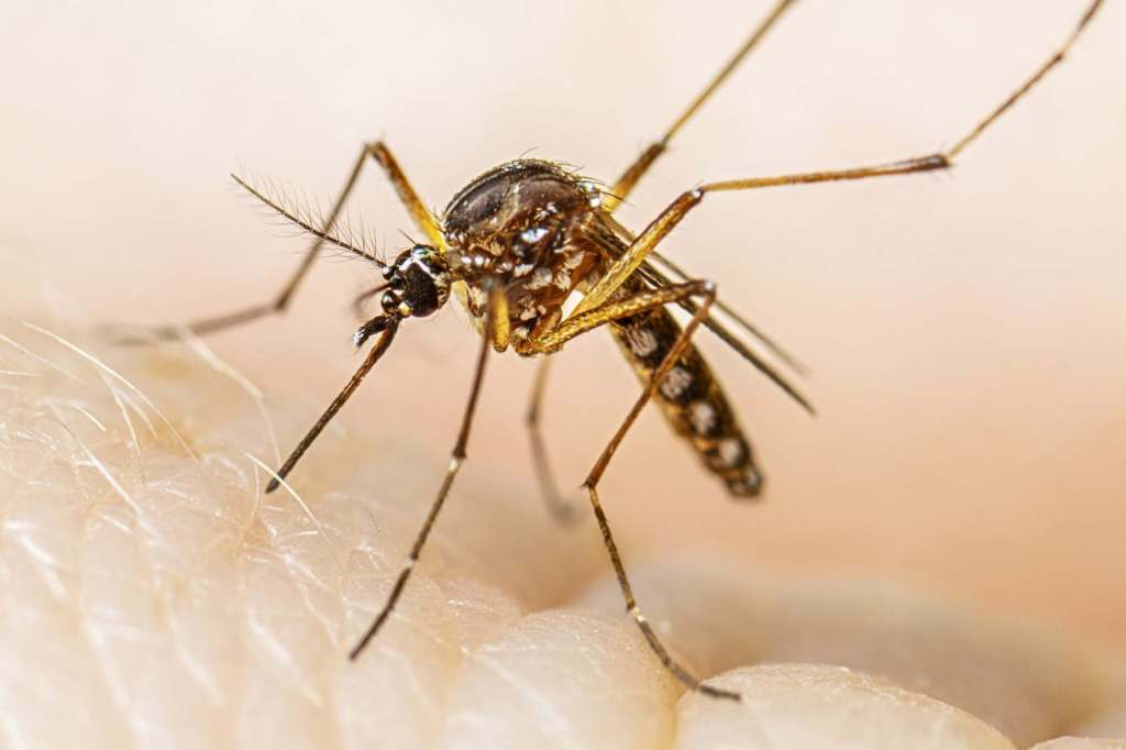 How to fight onslaught of invasive, disease-carrying mosquitos? More mosquitos