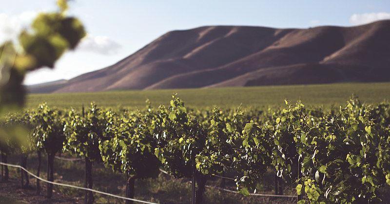 SB Vintners Association makes second attempt at establishing wine preserve