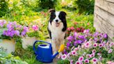 35 Plants That Are Toxic to Cats and Dogs