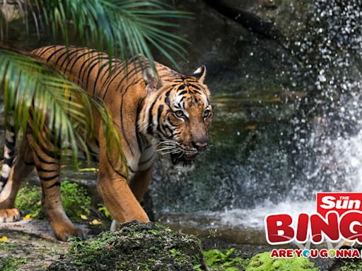 Sun Bingo’s top 7 suggestions for how to celebrate International Tiger Day