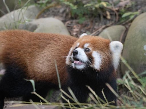 提前過中秋！結合「小貓熊日」明木柵動物園開放至21:00│TVBS新聞網