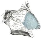 Nasal septum