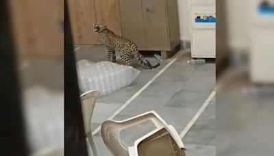 Watch: Panic Grips Gujarat University As Leopard Cub Enters Lab