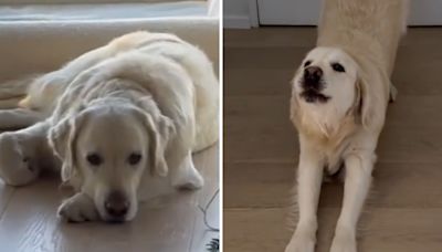 Retriever thought he wasn't invited to party, watch moment he learns truth