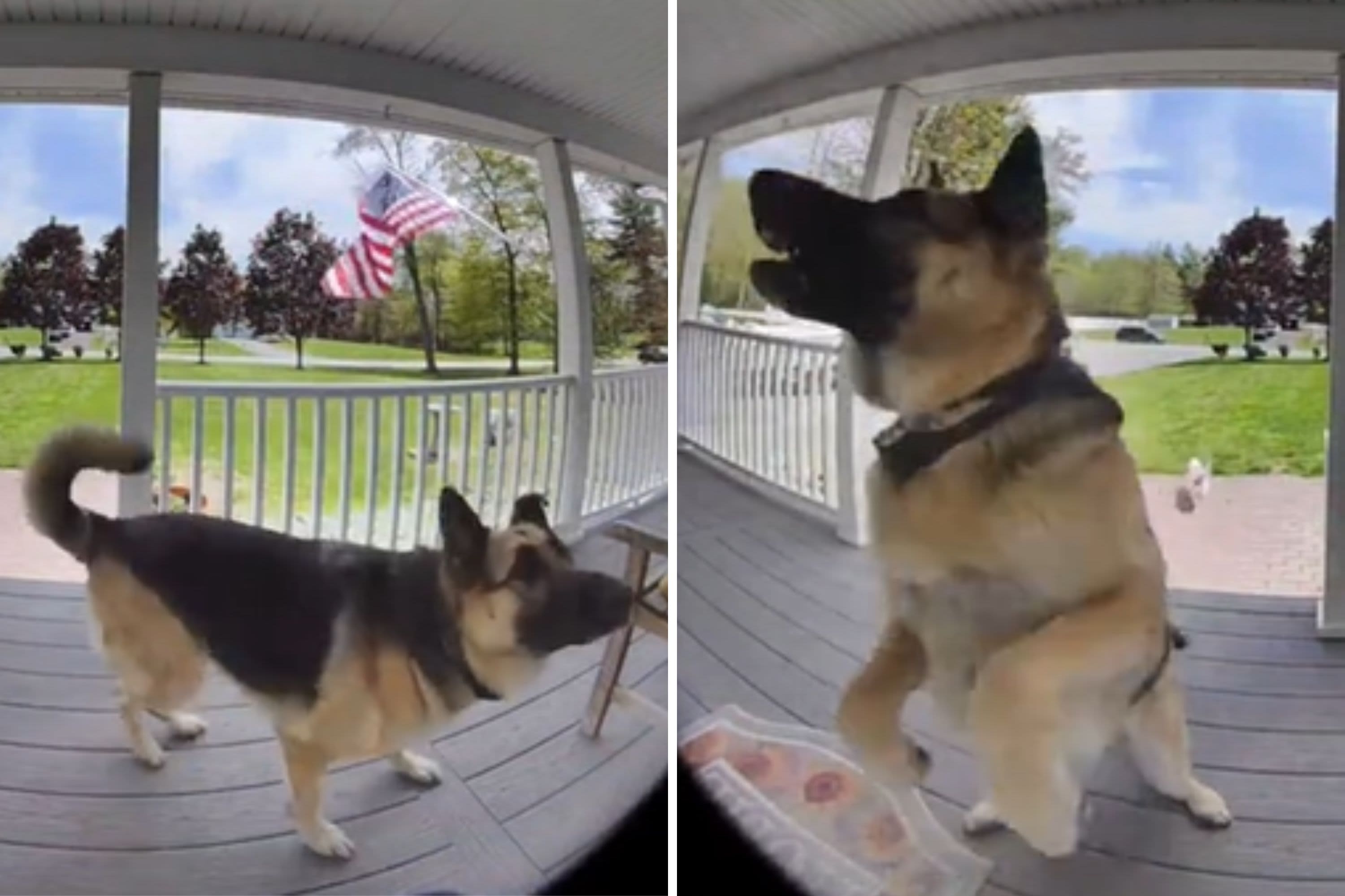 Doorbell cam captures dog "protecting the family" from unlikely intruder