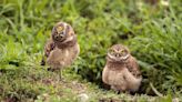 Video of Little Owls Who Miraculously Survived 'Hurricane Ian' Is a Ray of Light