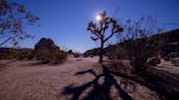 Fire risk closes section of Joshua Tree National Park over July 4 weekend