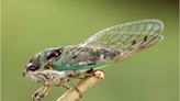 A rare, historically massive cicada season is coming: How to protect your lawn, trees, and landscaping