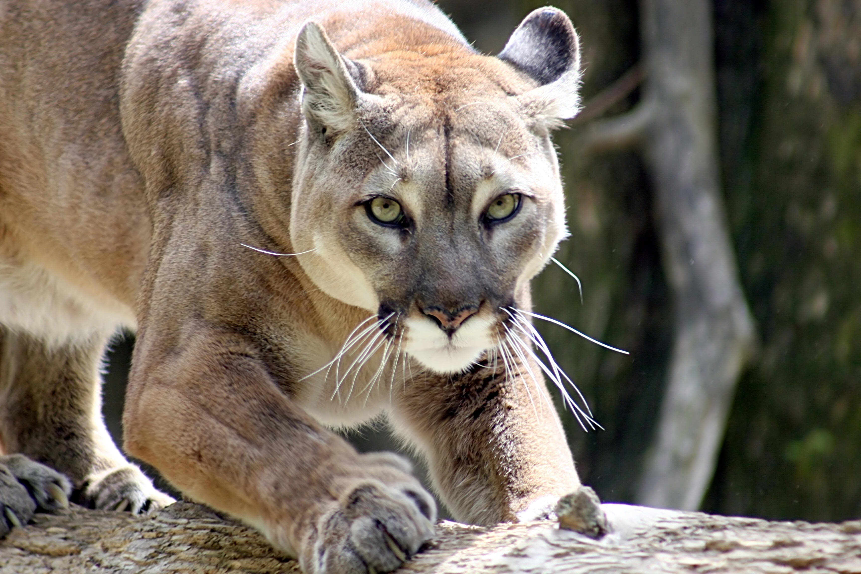 Mountain lion warning issued in California city